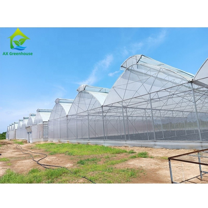 Agricultural Polyhouse Multi-span Plastic UV Film Greenhouse Drying House For Flowers