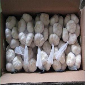 China GARLIC WITH SMALL BAG &amp;CARTON PACKAGE wholesale
