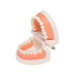 Educationial Standard Demonstration Human dental teeth model For Dental Students