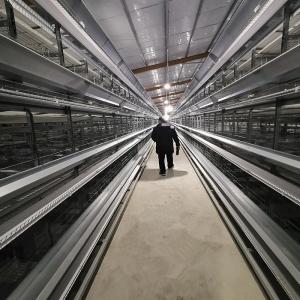 China H Type 2.5mm Open House Battery Cage System 450cm2/Bird Area wholesale