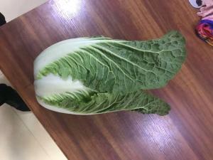 China Good Taste Fresh Green Cabbage Without Soil For Lower Blood Pressure wholesale
