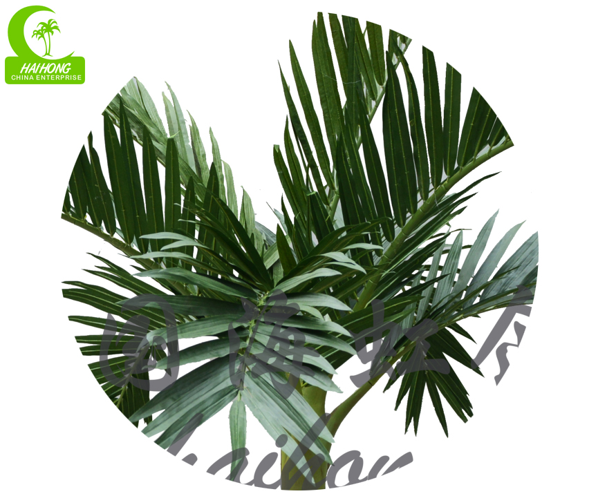 bottle palm tree