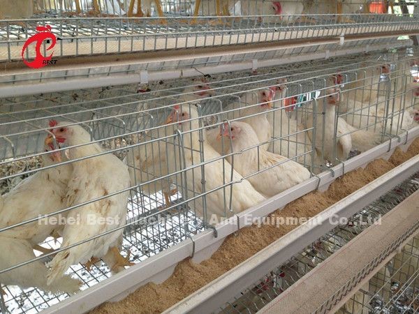Cheap Automated Battery Cage System Hot Galvanized 25 Lifespan 450cm2 In Nigeria Emily