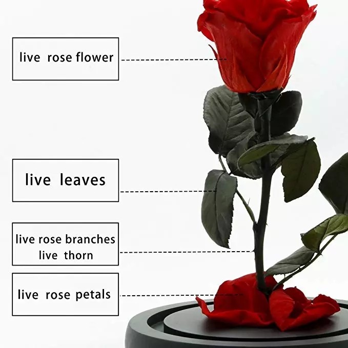 Wholesale Price beauty and the beast roses preserved roses in glass dome