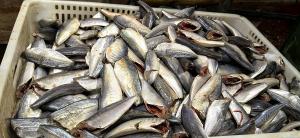 China Frozen Horse Mackerel HGT 7-9cm wholesale