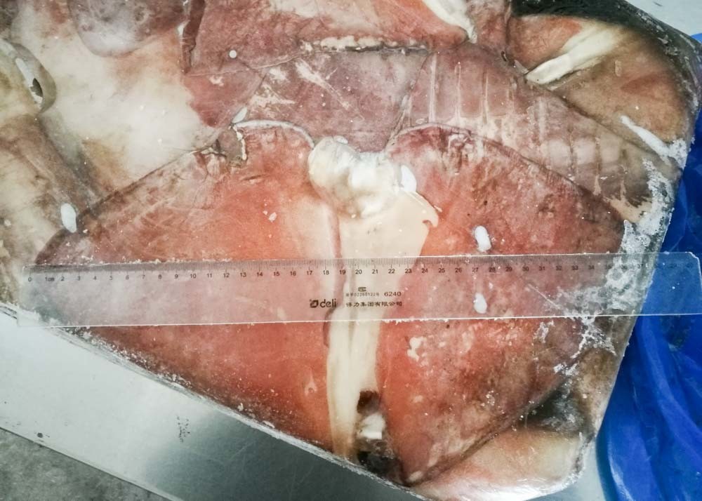 BQF Equator Squid Fin Huge Big Size 300g Below Size Block Shape