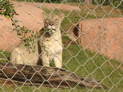 There is an interwoven lion enclosure mesh around a lion.