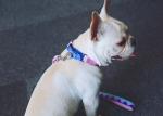 Pink Orange Nylon Rope Dog Collar With Buckle Adjustable Buffered