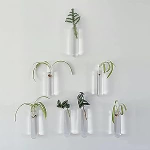 glass test tubes for plant