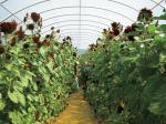 Galvanized Steel Hoop Style Greenhouse , Vegetable Pe Film Greenhouse Side