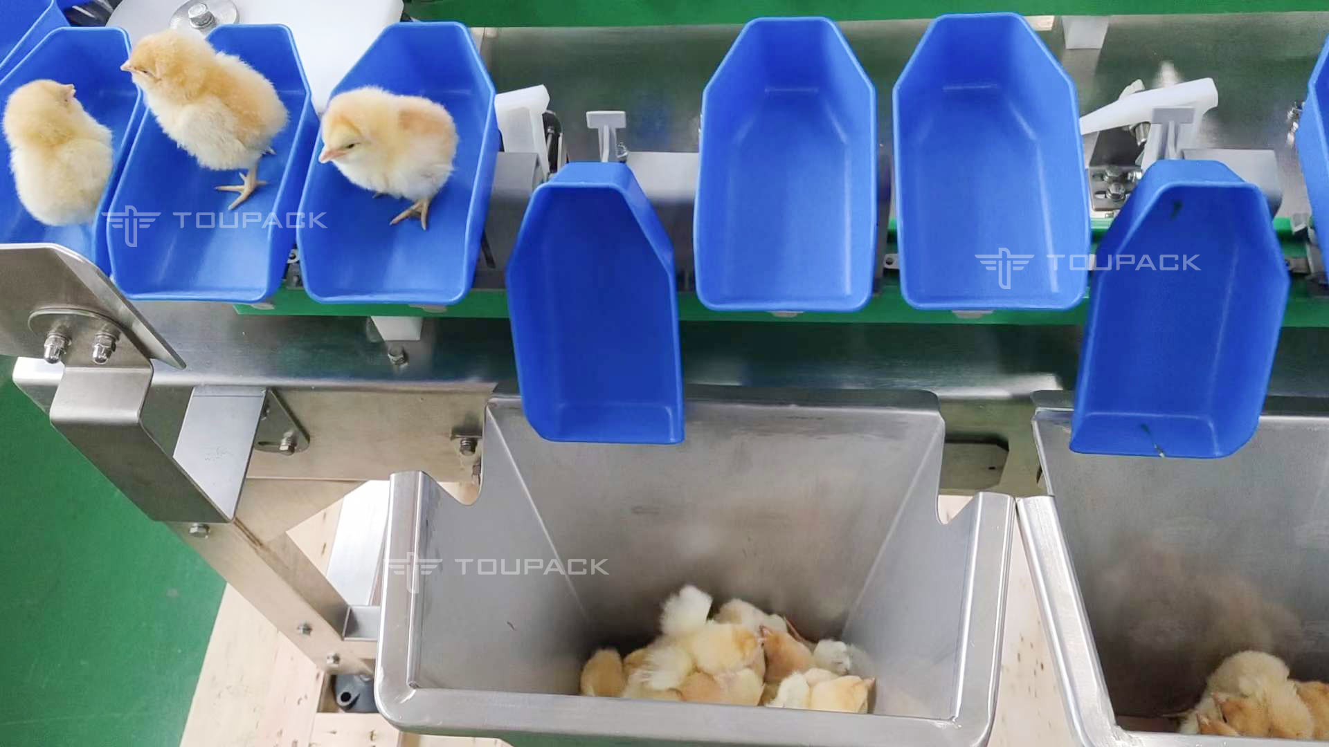 Fish Shrimp Trepang Weight Sorting Machine Automatic Conveyor Belt Grader Sorter Machine