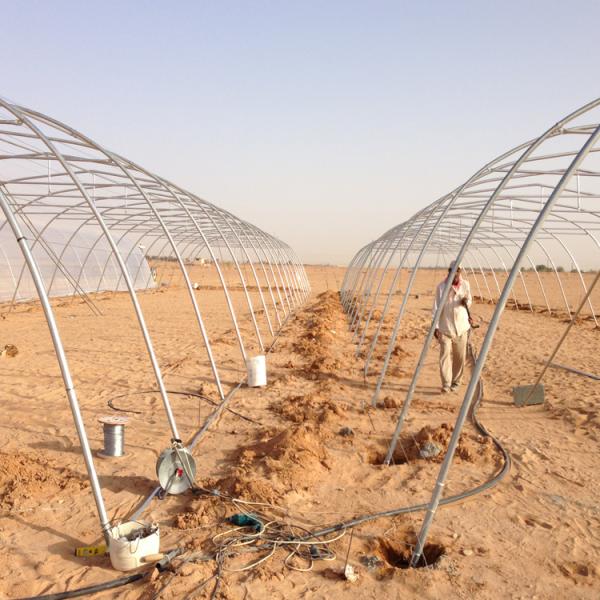 Agricultural Single Span Greenhouse Flowers And Vegetables Poly Film Greenhouse