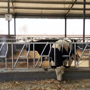 China Durable 18kg Height 110cm Cow Head Lock Easy Operation wholesale
