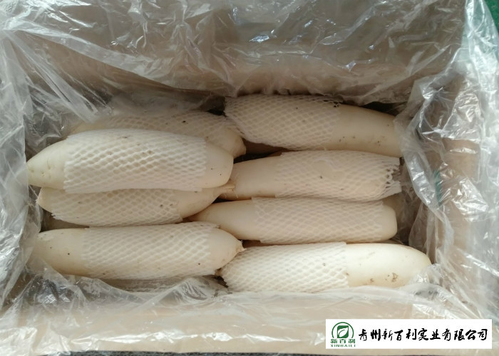 Own Plantation Fresh White Radish Supply To Frozen Vegetable Factory