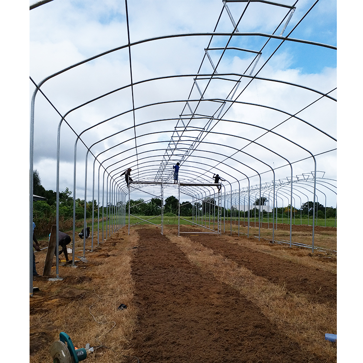 Umbrella Structure Agricultural Greenhouse 8m Height Wide Span Greenhouse