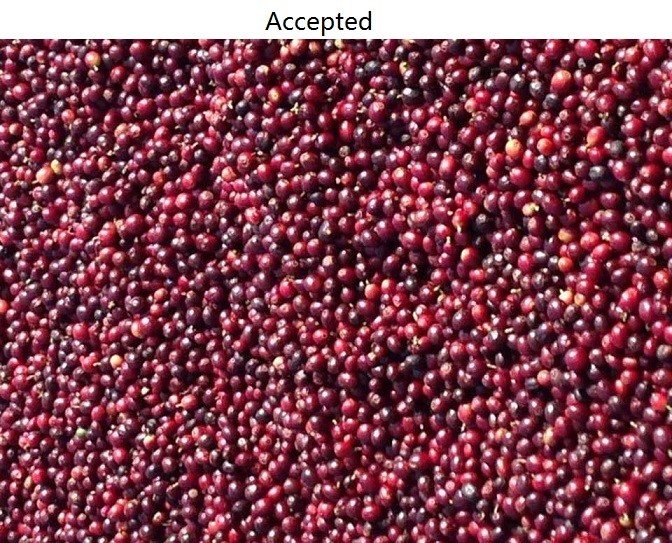 2.4 kw 5 Chute Coffee Beans Color Sorter