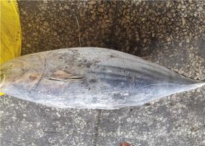 China Delicious Bulk 3.4kg Frozen Skipjack Tuna With Omega 3 wholesale