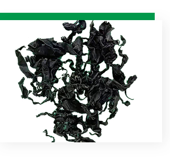 Normal Ingredients Laver Variety Dried Seaweed 1Kg Freeze Dried Wakame 100% Dried Cut