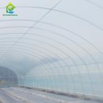 150 Micro Strawberry Greenhouse Cover Materials 88% Transmittance PE Plastic