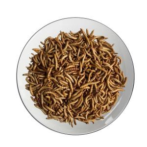China Freeze-dried Mealworm/pet food/insect protein/poultry wholesale