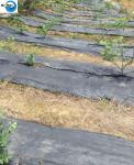 Wholesale Amazon Weed Barrier Weed Control Ground Cover Membrane Landscape