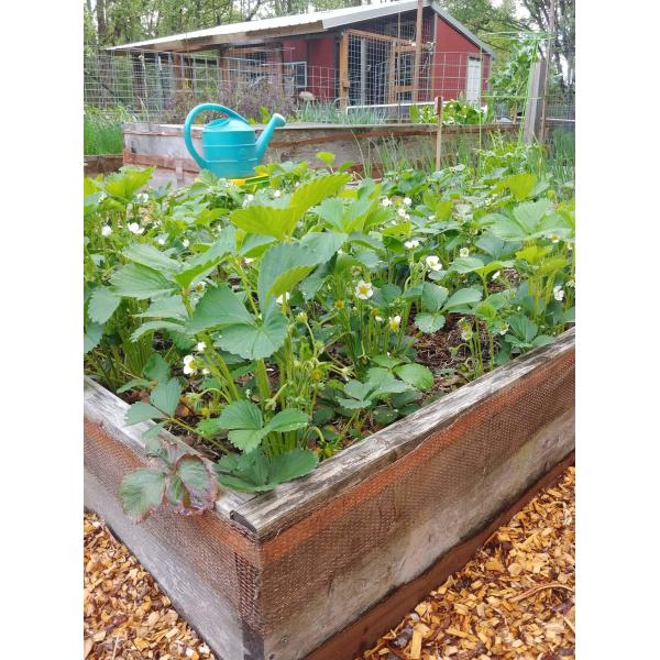 High Performance Copper Rodent Mesh 0.2mm-0.28mm Wire Diameter