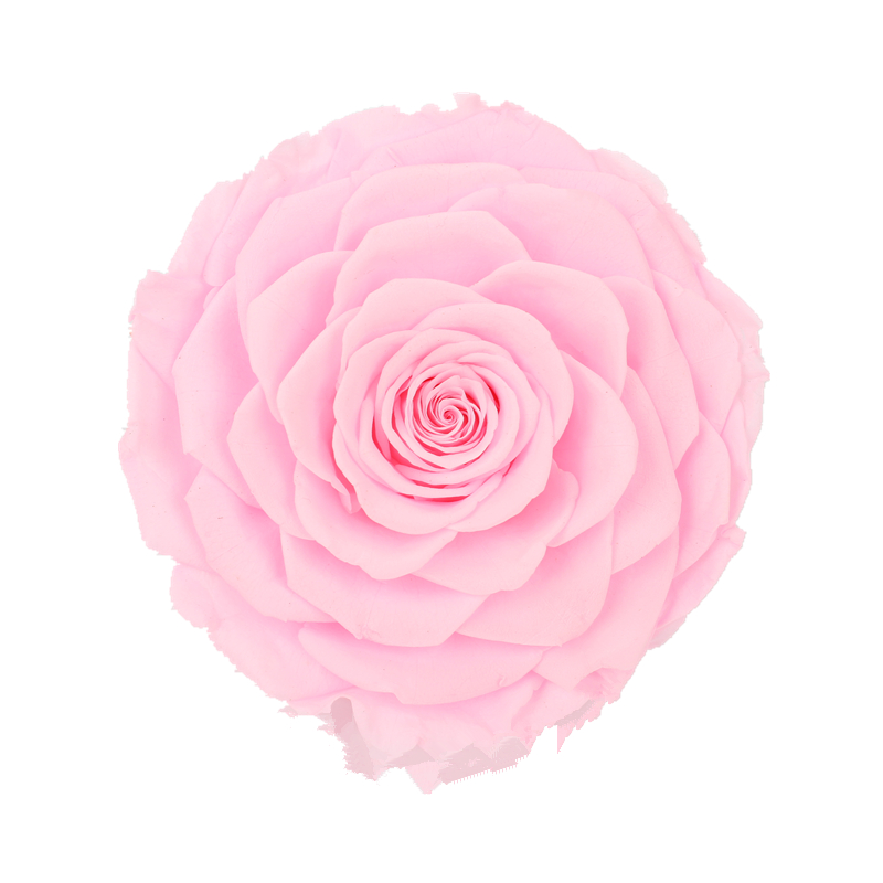 Home Decor Preserved Rose Heads Creative Household Decorative Furnishings