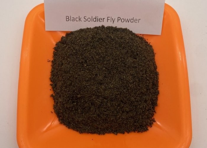 Low Fat Dried Black Soldier Fly - 3-5cm with High Nutritional Value