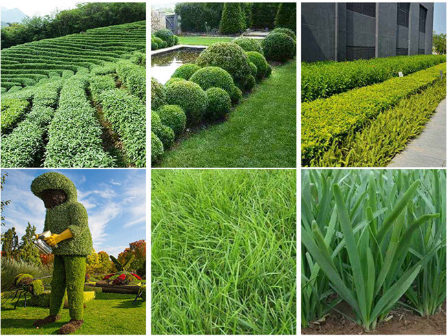Lightweight Lithium Hedge Trimmer With Detachable Grass Cutting Head Versatile