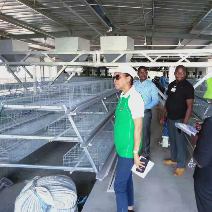 Adjusting Automatic Battery Cage System , Enriched Wire Steel Cage For Chicken