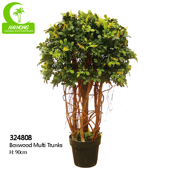 BOXWOOD MULTI TRUNKS
