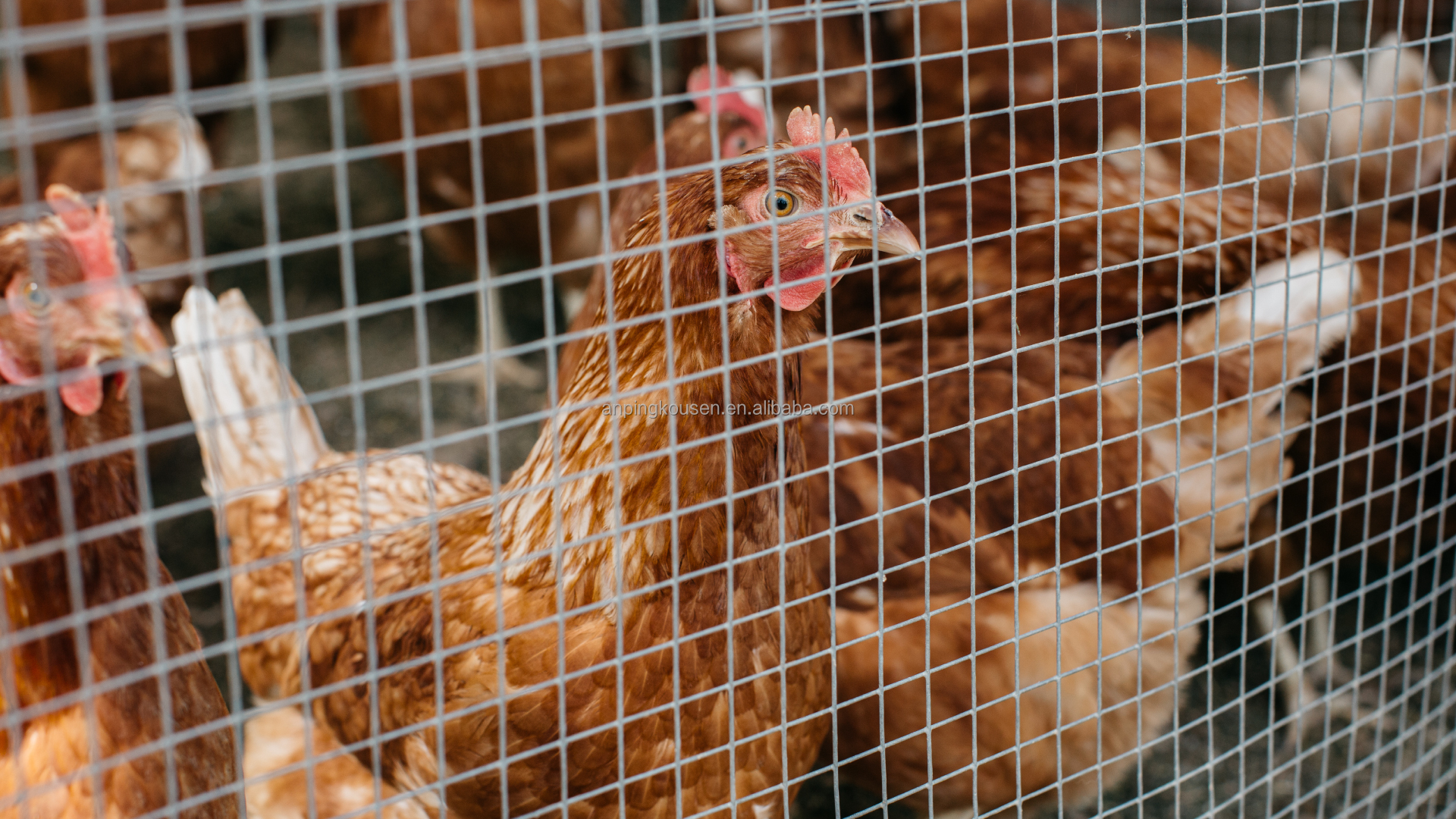 1mx30m Welded Mesh Cages for Chicken Galvanized and Pvc Coated Budget-friendly Choice