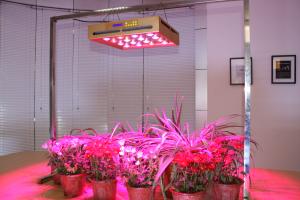 China full spectrums 320W led grow lights for hydroponic, greenhouse wholesale