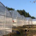 30m Length Single Span Plastic Sheeting Film Greenhouse For Tomato Cultivation