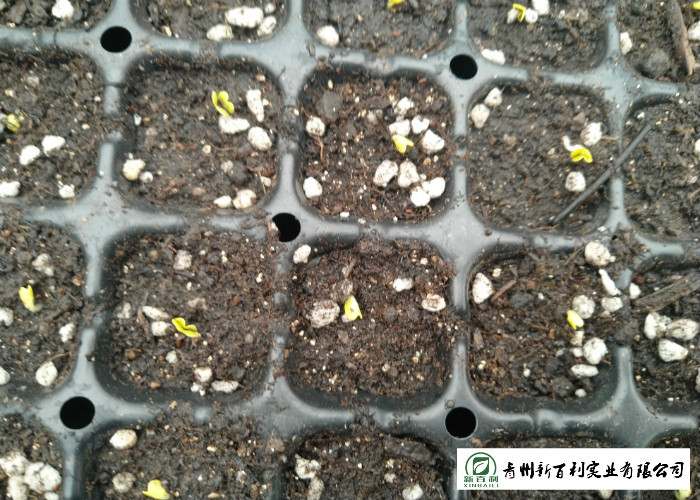 Eco Friendly Organic Chinese Cabbage For Restaurant No Pesticide
