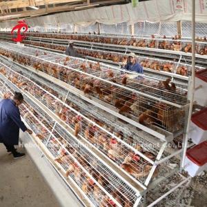 China ISO Battery Type Breeding Cage , 3 tier chicken cage For Poultry Farm Iris wholesale