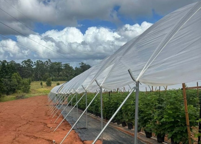 Multi-Span Structure Greenhouse Commercial Modern Bluberry Hoop Green House With Film Covering