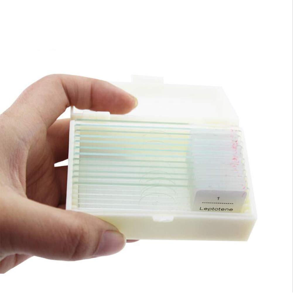 Glass 12pcs Onion Meiosis Prepared Botany Slides For School Research