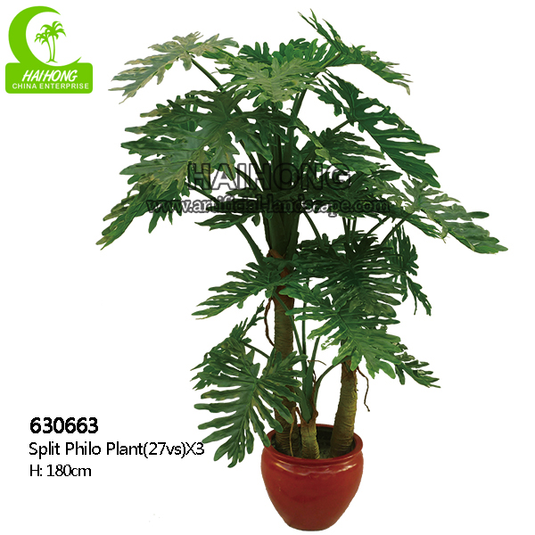 SPLIT PHILO PLANT X3