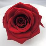 Wholesale Prices 5-7cm Preserved Flowers Ecuadorian Roses Valentine's Day