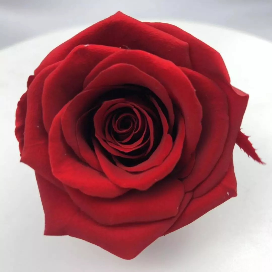 Wholesale Prices 5-7cm Preserved Flowers Ecuadorian Roses Valentine's Day