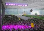 Aluminum Material LED Grow Lights , 100 Watt Grow Light Energy Saving