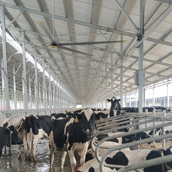 Aluminum Magnesium Alloy 6.1m 20FT HVLS Industrial Ceiling Fans for Dairy Farm Ventilation