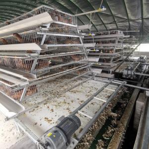 China Hot Galvanized Layer Cage System For Poultry Farming wholesale