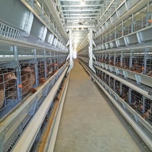 China 0.75kw Auto Feeding Layer Chicken Cage 54-384 Birds For Husbandry wholesale