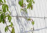 Architecture Plant Trellis Wire Rope Mesh 3.0 Mm Dia