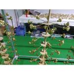 Small Stainless Steel Fitting Parts Golden Vacuum PVD Coating Machine For Rose