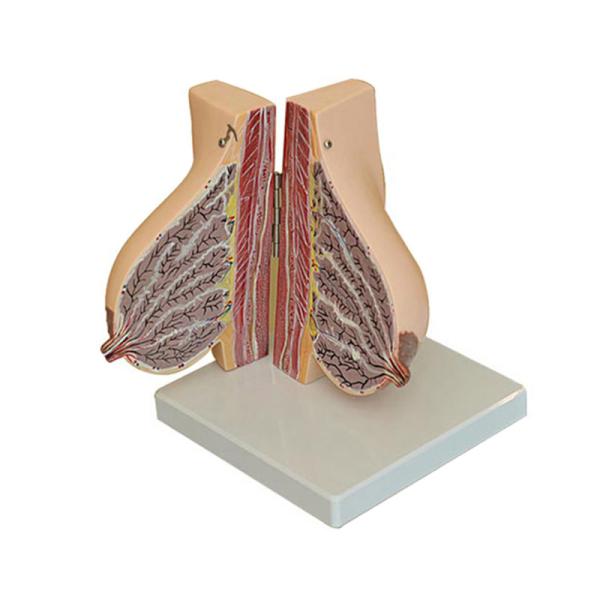 Medical Anatomy Human Female Breast Model In Lactation Period To Reveal Internal
