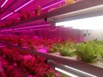 200W 2.8 Umol/J Vegetable LED Grow Lights