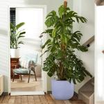Grey Mottle Lightweight Tall Oval Concrete Planter Pots | Unique Design |
